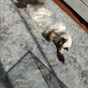 Meet your Posher, Houda